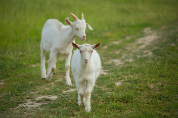 Naklejka na ściany i meble White goats graze on a country road on a summer day.