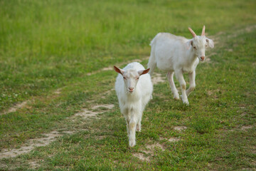 White goats graze on a country road on a summer day.