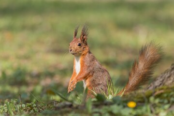 Red squirrel - (Sciurus vulgaris)