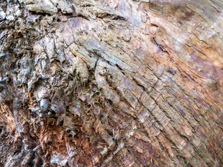 tree bark texture