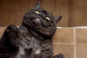 Playful gray cat with yellow eyes and paws tucked up lays on his back