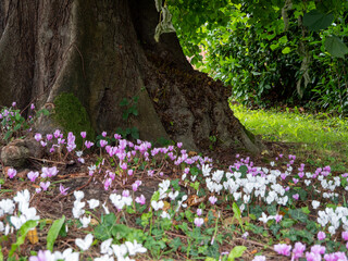 spring autumn flowers in the forest