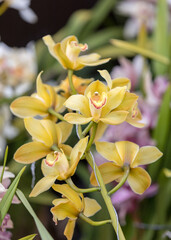 Fototapeta na wymiar Close up of beauty yellow orchid flower