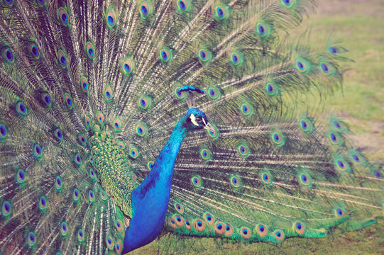 Mating Peacock showing off