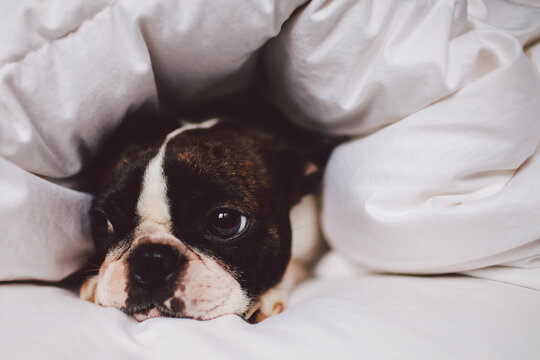 Boston Terrier under a duvet on a bed with just her face showing.