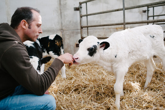 Holstein Belgian Blue Cross calf licks a man's hand in a barn