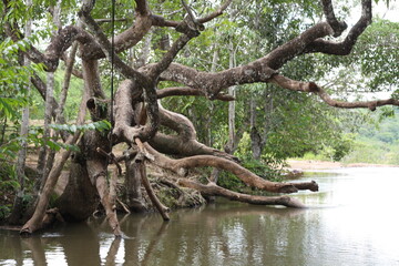 roots of a tree