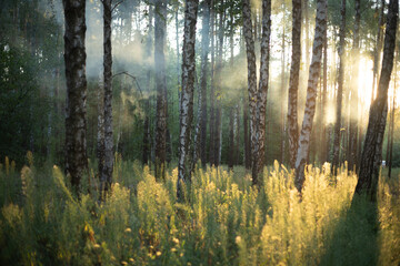 Morning fog in the light summer forest.