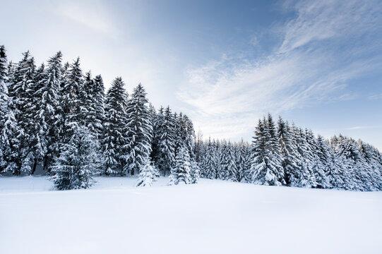 Forest in winter landscape