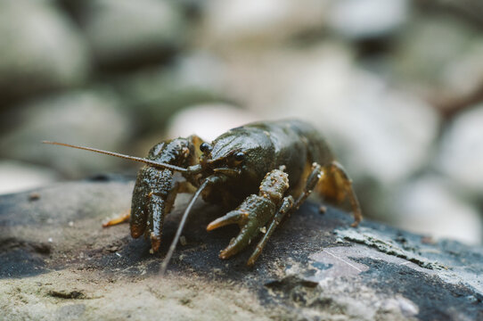 River crayfish on a rock
