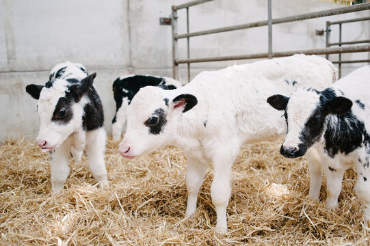Holstein Belgian Blue Cross calves in a pen in a barn