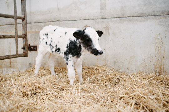 Holstein Belgian Blue Cross calf in a pen in a barn