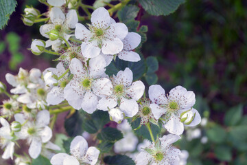 white cherry blossom close up