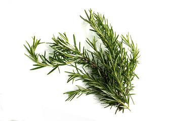 Rosemary herb on white background