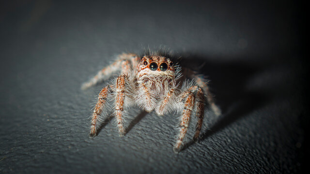 Ara&ntilde;a Macro