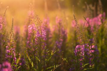 Obraz premium Willow-herb purple flowers in the sunlight at sunset. Selective focus with shallow depth of field