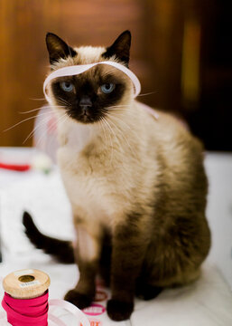 Siberian cat playing with ribbons on his head while sitting on table