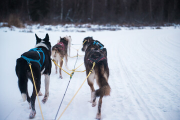 Dog sledding in Alaska with copy space