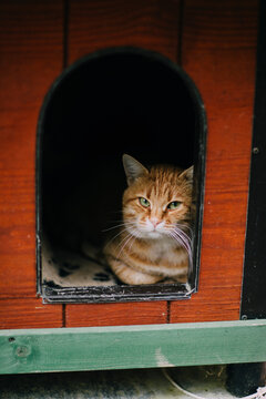 Close up of red cat peering out from wooden kennel door