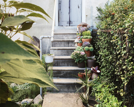 Potted succulents on a staircase leading to a door.