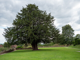 trees in the park
