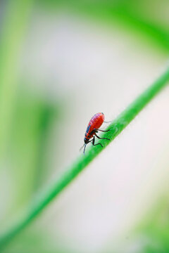 Close up of firebugs-nymph on green stem