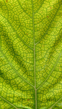 Pumpkin leafs surface at extreme close-up