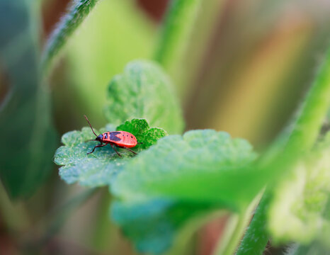 Detail of Firebug-nymph on green leaf