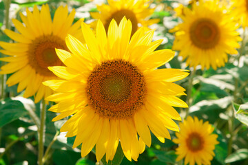 Field of yellow sunflower outdoors. Horizontal photography.