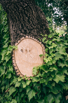 freshly cut tree limb surrounded by a green leafy creeper