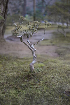 bonsai tree in ancient Kyoto temple