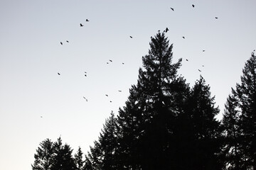 Silhouette of a group of birds against the sky and trees