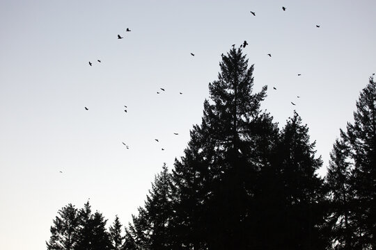 Silhouette of a group of birds against the sky and trees