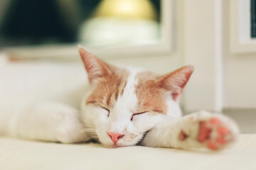 Close up of happy cat sleeping hard on blanket on windowsill in warm abat-jour light
