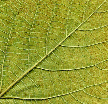 Broussonetia papyrifera leafs surface at extreme close-up