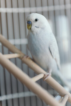 Portrait of my bird friend