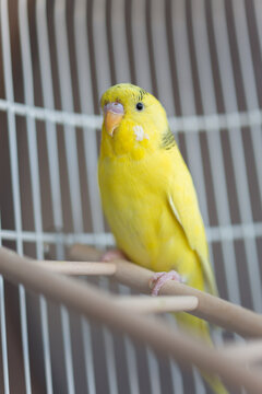 Portrait of my bird friend