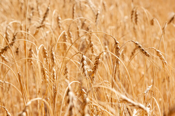 Fototapeta premium Golden wheat field, Agriculture farm and farming concept