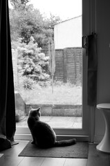 Blue British Short Hair cat sits in front of a glass door on top of a mat, as she looks out to a garden in a rainy day in Edinburgh, Scotland, UK, where a stool can be seen beside her.