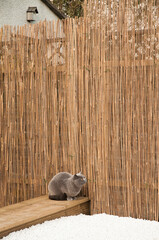 A grey British Short hair cat patiently waits on the edge of the decking area next to a bamboo...