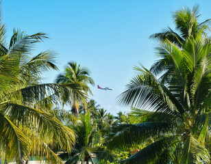 Fototapeta na wymiar Airplane flying between palm trees.