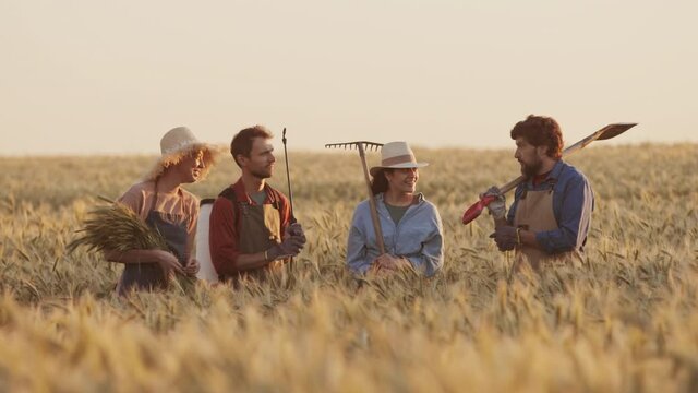 Medium shot of two diverse women and men are standing together in wheat field at sunset, holding tools in their hands and talking