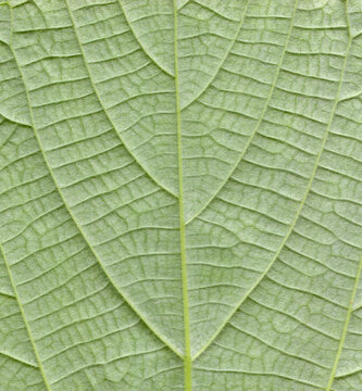Hemp leafs surface at extreme close-up