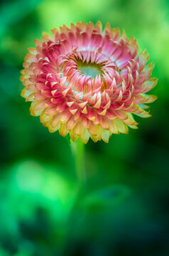 Strawflower