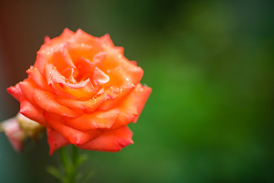 Picture of a rose with a beautiful orange color, background