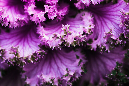 frilly purple kale leaves, side view