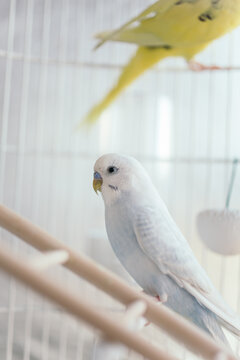 Portrait of my bird friend