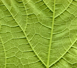 Pumpkin leafs surface at extreme close-up