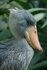 Portrait of grey shoebill, Balaeniceps rex, hidden in green vegetation. Prehistoric stork showing huge bill. Closeup of rare bird with big beak. Wildlife scene from nature. Habitat Uganda, Africa.