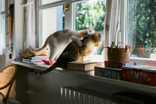 Cat biting another cat sitting next to him on windowsill